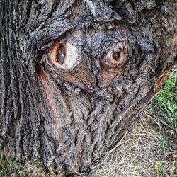 Close-up of tree trunk