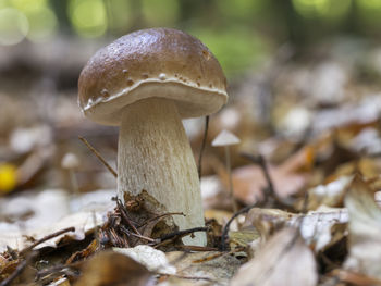 Close-up of mushroom growing outdoors