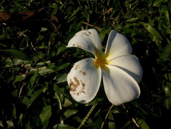 Close-up of flower growing on plant