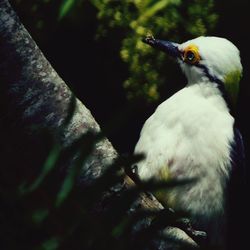 Close-up of bird perching outdoors