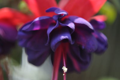 Close-up of red rose blooming outdoors