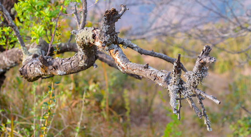 Close-up of dead plant on branch