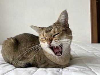 Close-up of cat lying on bed at home