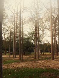 Trees in forest against sky