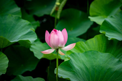 Close-up of pink lotus water lily in pond