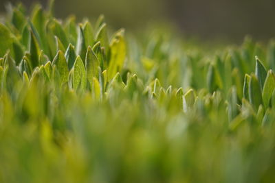 Close-up of crops growing on field