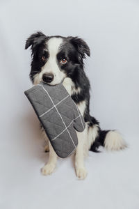 Portrait of dog against white background