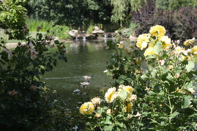 Close-up of yellow flowering plants by lake