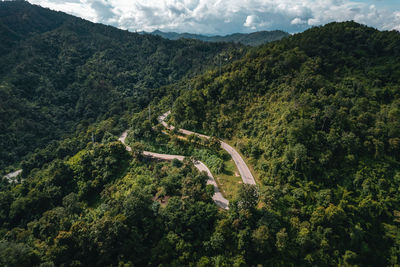 High angle view of forest