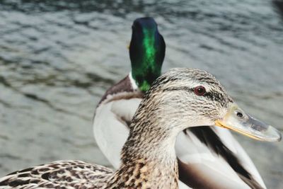 Close-up of birds