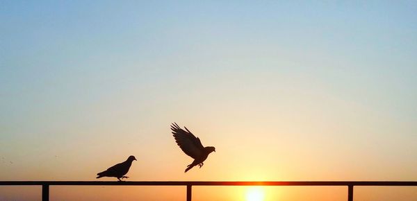 Silhouette of bird flying in sunset