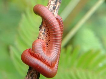 Close-up of snake