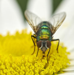 Close-up of insect on yellow flower