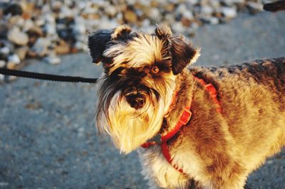 Close-up portrait of dog