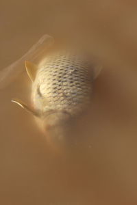 Close-up of seashell on beach