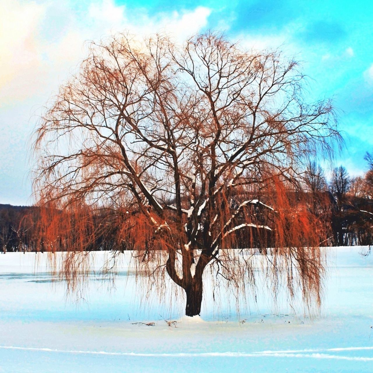 tree, bare tree, snow, winter, cold temperature, tranquility, tranquil scene, sky, season, beauty in nature, scenics, nature, branch, lake, landscape, weather, cloud - sky, water, tree trunk, field