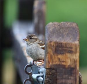 Close-up of bird perching on wood