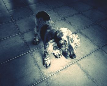 High angle view of dog sitting on footpath