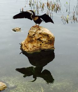 Reflection of trees in water