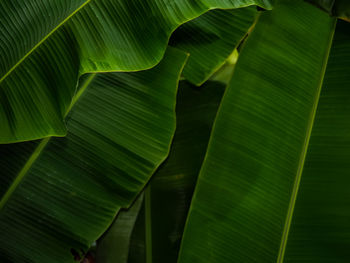 Full frame shot of green leaves