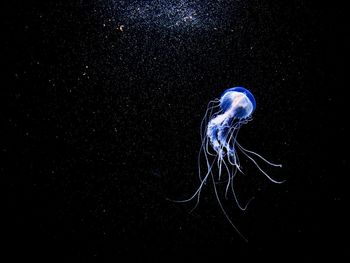 Low angle view of moon jellyfish swimming in aquarium