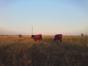 Horses grazing on field
