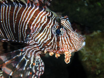 Common lionfish in the red sea