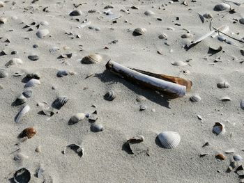 High angle view of shell on sand