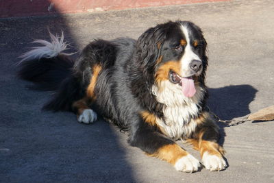 Portrait of dog sitting on road