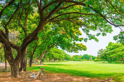 Trees in park