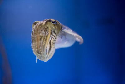 Close-up of marine animal in blue water