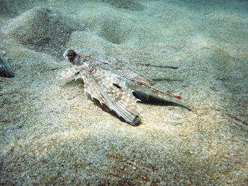 High angle view of fishes swimming in sea