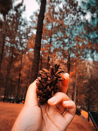 Close-up of hand holding plant against trees during autumn