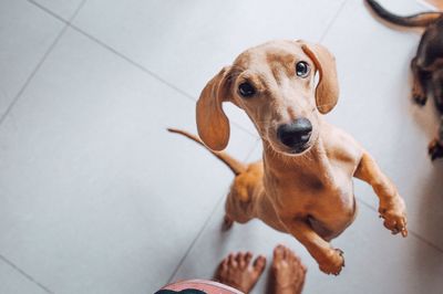 Low section of person with dog on floor