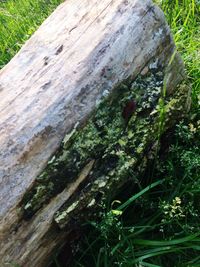 Close-up of moss on tree trunk