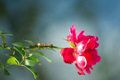 Close-up of red hibiscus blooming outdoors