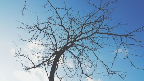 Low angle view of bare trees against sky