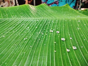 Close-up of wet leaf