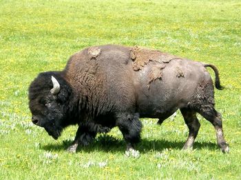 American bison walking on grassy field