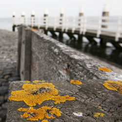 Close-up of yellow leaf against sea