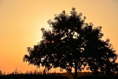 Silhouette of trees at sunset