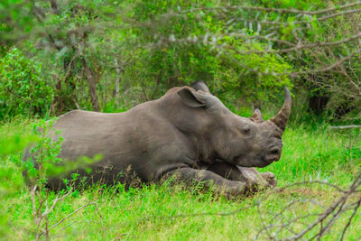 Side view of horse on field