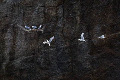 View of birds flying over water