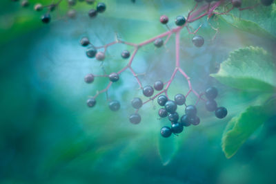 Close-up of fruits hanging on tree