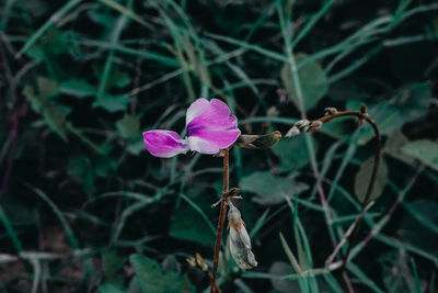Close-up of pink flowering plant