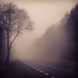 View of bare trees on road