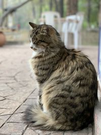 Close-up of a cat looking away