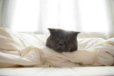 Portrait of cat lying on bed