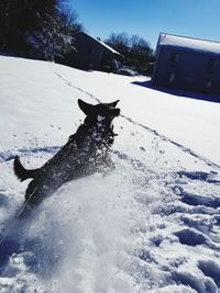 Dog on snow field against sky