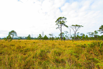 Scenic view of field against sky